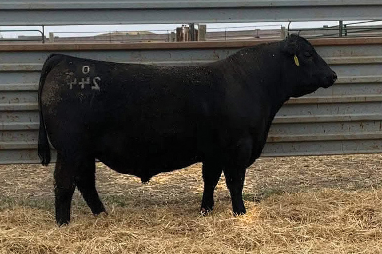 sire18